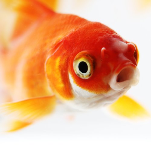 Your Attention Span Is Fine (So Is Your Goldfish’s)